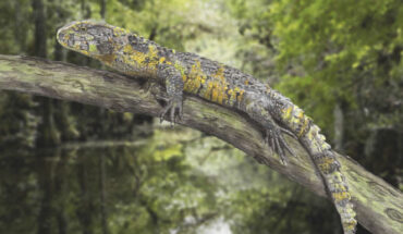 Paleoartistic reconstruction of Acutodon villeveyracensis, the oldest known member of the pan-shinisaur lineage ever found in Europe. Image credit: Olivier Jansen.