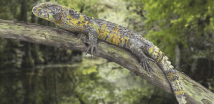 Paleoartistic reconstruction of Acutodon villeveyracensis, the oldest known member of the pan-shinisaur lineage ever found in Europe. Image credit: Olivier Jansen.