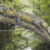 Paleoartistic reconstruction of Acutodon villeveyracensis, the oldest known member of the pan-shinisaur lineage ever found in Europe. Image credit: Olivier Jansen.
