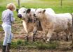 Amichaud et al. found that cows not only recognize human faces, but can connect them with familiar voices. Image credit: NeiFo.