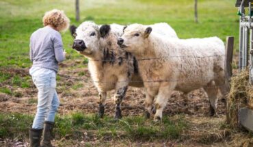 Amichaud et al. found that cows not only recognize human faces, but can connect them with familiar voices. Image credit: NeiFo.