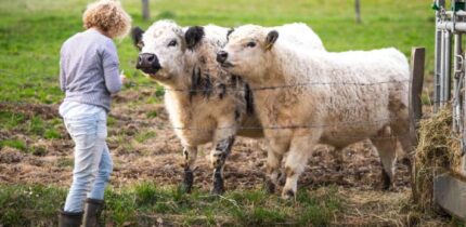 Amichaud et al. found that cows not only recognize human faces, but can connect them with familiar voices. Image credit: NeiFo.