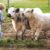 Amichaud et al. found that cows not only recognize human faces, but can connect them with familiar voices. Image credit: NeiFo.