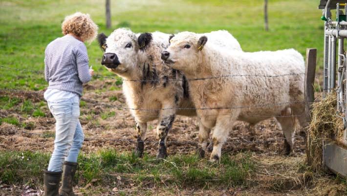 Amichaud et al. found that cows not only recognize human faces, but can connect them with familiar voices. Image credit: NeiFo.