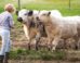 Amichaud et al. found that cows not only recognize human faces, but can connect them with familiar voices. Image credit: NeiFo.