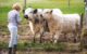 Amichaud et al. found that cows not only recognize human faces, but can connect them with familiar voices. Image credit: NeiFo.