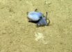 Microeledone galapagensis. Image credit: Voight et al., doi: 10.11646/zootaxa.5814.4.5.