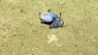 Microeledone galapagensis. Image credit: Voight et al., doi: 10.11646/zootaxa.5814.4.5.