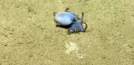 Microeledone galapagensis. Image credit: Voight et al., doi: 10.11646/zootaxa.5814.4.5.