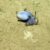 Microeledone galapagensis. Image credit: Voight et al., doi: 10.11646/zootaxa.5814.4.5.