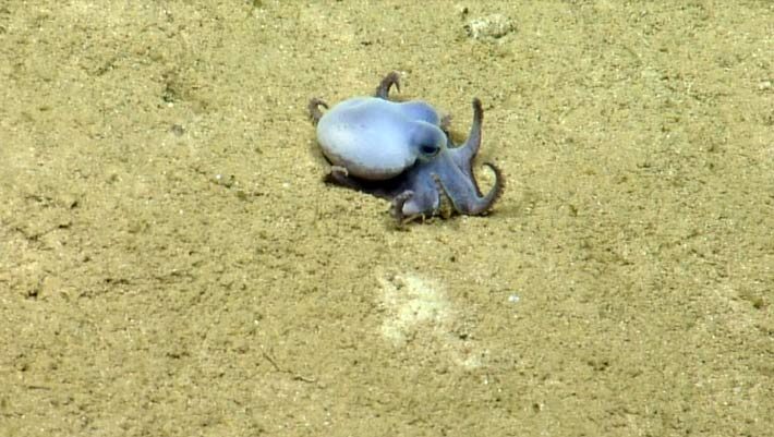 Microeledone galapagensis. Image credit: Voight et al., doi: 10.11646/zootaxa.5814.4.5.