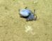 Microeledone galapagensis. Image credit: Voight et al., doi: 10.11646/zootaxa.5814.4.5.