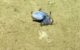 Microeledone galapagensis. Image credit: Voight et al., doi: 10.11646/zootaxa.5814.4.5.