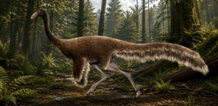 Life restoration of Quipalong henanesnsis, an ornithomimosaurian dinosaur that lived in what is now China during the Maastrichtian age of the Late Cretaceous, between 72 and 67 million years ago. Image credit: PaleoNeolitic / Sci.News.