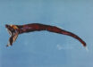 Sigmops gracilis. Image credit: Wu Quancheng / Fisheries Research Institute, Council of Agriculture, Taiwan.