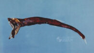 Sigmops gracilis. Image credit: Wu Quancheng / Fisheries Research Institute, Council of Agriculture, Taiwan.