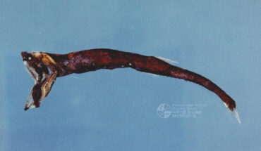 Sigmops gracilis. Image credit: Wu Quancheng / Fisheries Research Institute, Council of Agriculture, Taiwan.