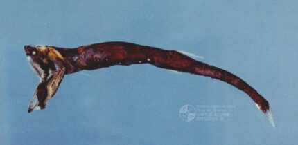 Sigmops gracilis. Image credit: Wu Quancheng / Fisheries Research Institute, Council of Agriculture, Taiwan.