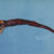Sigmops gracilis. Image credit: Wu Quancheng / Fisheries Research Institute, Council of Agriculture, Taiwan.