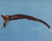 Sigmops gracilis. Image credit: Wu Quancheng / Fisheries Research Institute, Council of Agriculture, Taiwan.