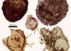 Fossil eukaryotes from Northern Territory, Australia. Image credit: Lechte et al., doi: 10.1038/s41586-026-10533-4.