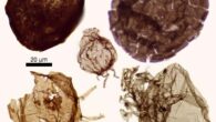 Fossil eukaryotes from Northern Territory, Australia. Image credit: Lechte et al., doi: 10.1038/s41586-026-10533-4.