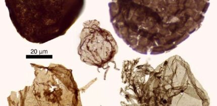 Fossil eukaryotes from Northern Territory, Australia. Image credit: Lechte et al., doi: 10.1038/s41586-026-10533-4.