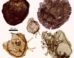 Fossil eukaryotes from Northern Territory, Australia. Image credit: Lechte et al., doi: 10.1038/s41586-026-10533-4.