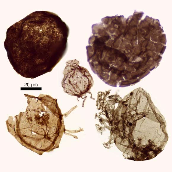 Fossil eukaryotes from Northern Territory, Australia. Image credit: Lechte et al., doi: 10.1038/s41586-026-10533-4.