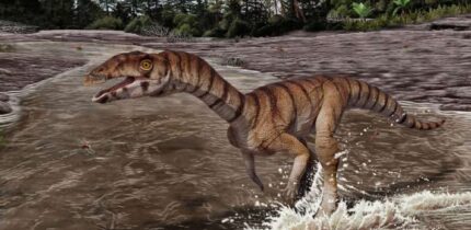 Labrujasuchus expectatus navigated the world on two legs with tiny arms and a toothless mouth tipped in a beak. Image credit: Jorge Gonzalez / NHMLAC Dinosaur Institute.