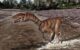 Labrujasuchus expectatus navigated the world on two legs with tiny arms and a toothless mouth tipped in a beak. Image credit: Jorge Gonzalez / NHMLAC Dinosaur Institute.