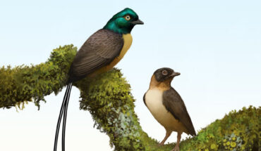 Plumadraco bankoorum is a new bohaiornithid enantiornithine bird with a pair of exceptionally long rectrices. Image credit: Ville Sinkkonen.