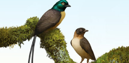 Plumadraco bankoorum is a new bohaiornithid enantiornithine bird with a pair of exceptionally long rectrices. Image credit: Ville Sinkkonen.