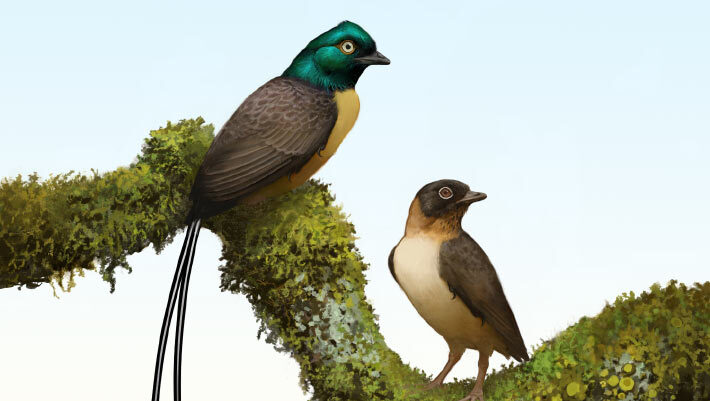 Plumadraco bankoorum is a new bohaiornithid enantiornithine bird with a pair of exceptionally long rectrices. Image credit: Ville Sinkkonen.