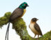 Plumadraco bankoorum is a new bohaiornithid enantiornithine bird with a pair of exceptionally long rectrices. Image credit: Ville Sinkkonen.