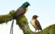 Plumadraco bankoorum is a new bohaiornithid enantiornithine bird with a pair of exceptionally long rectrices. Image credit: Ville Sinkkonen.