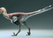 Life reconstruction of Kank australis. Image credit: Gabriel Díaz Yantén.