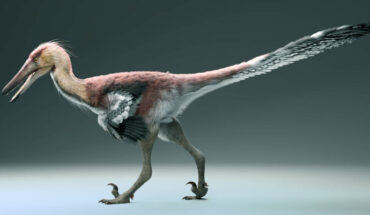Life reconstruction of Kank australis. Image credit: Gabriel Díaz Yantén.