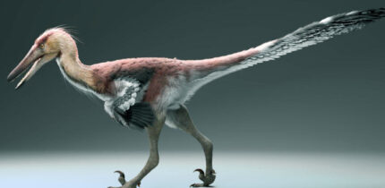 Life reconstruction of Kank australis. Image credit: Gabriel Díaz Yantén.