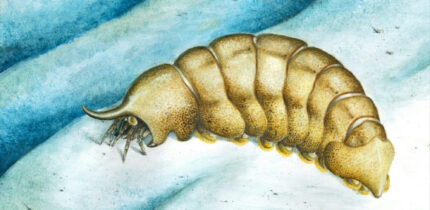 Life reconstruction of Magnicornaspis garwoodi. Image credit: Thomas Turner.