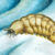 Life reconstruction of Magnicornaspis garwoodi. Image credit: Thomas Turner.