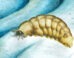 Life reconstruction of Magnicornaspis garwoodi. Image credit: Thomas Turner.