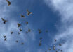 Lisowski et al. used physical, morphological, functional, and genomic assays to identify the presence of superparamagnetic macrophages in the liver of homing pigeons (Columba livia domestica). Image credit: Spanishguitar101 / CC BY-SA 4.0.