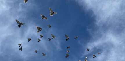 Lisowski et al. used physical, morphological, functional, and genomic assays to identify the presence of superparamagnetic macrophages in the liver of homing pigeons (Columba livia domestica). Image credit: Spanishguitar101 / CC BY-SA 4.0.
