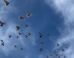 Lisowski et al. used physical, morphological, functional, and genomic assays to identify the presence of superparamagnetic macrophages in the liver of homing pigeons (Columba livia domestica). Image credit: Spanishguitar101 / CC BY-SA 4.0.