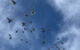 Lisowski et al. used physical, morphological, functional, and genomic assays to identify the presence of superparamagnetic macrophages in the liver of homing pigeons (Columba livia domestica). Image credit: Spanishguitar101 / CC BY-SA 4.0.