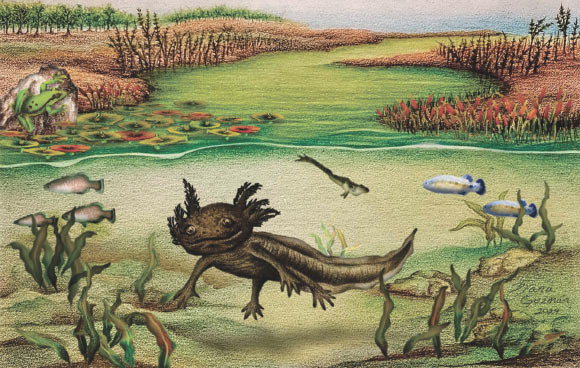 Reconstruction of the Santa María Amajac paleolake during the Late Pliocene; the paleobiodiveristy of the paleolake included microvertebrates such as the ambystomatid salamander Ambystoma quetzalcoatli, Paleocharacodon guzmanae and Goodea-like fishes, anurans and numerous species of terrestrial and aquatic plants such as Nymphaea sp., Scirpus sp., Typha sp. Image credit: Diana Guzmán-Madrid.