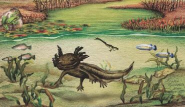 Reconstruction of the Santa María Amajac paleolake during the Late Pliocene; the paleobiodiveristy of the paleolake included microvertebrates such as the ambystomatid salamander Ambystoma quetzalcoatli, Paleocharacodon guzmanae and Goodea-like fishes, anurans and numerous species of terrestrial and aquatic plants such as Nymphaea sp., Scirpus sp., Typha sp. Image credit: Diana Guzmán-Madrid.