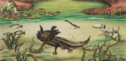 Reconstruction of the Santa María Amajac paleolake during the Late Pliocene; the paleobiodiveristy of the paleolake included microvertebrates such as the ambystomatid salamander Ambystoma quetzalcoatli, Paleocharacodon guzmanae and Goodea-like fishes, anurans and numerous species of terrestrial and aquatic plants such as Nymphaea sp., Scirpus sp., Typha sp. Image credit: Diana Guzmán-Madrid.