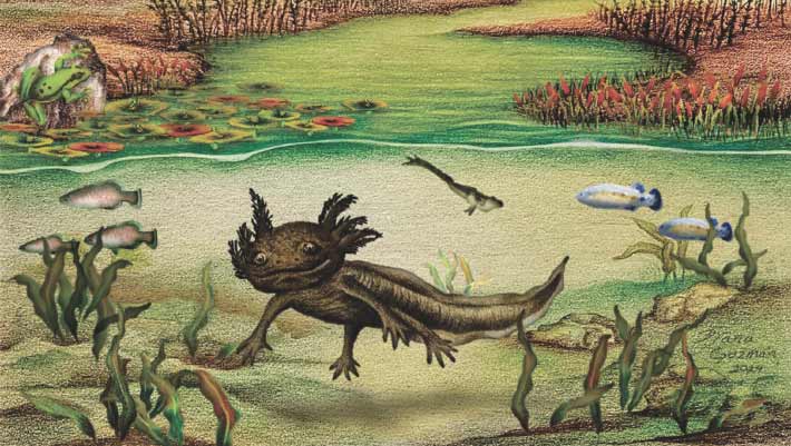 New Species of Fossil Axolotl Unearthed in Mexico